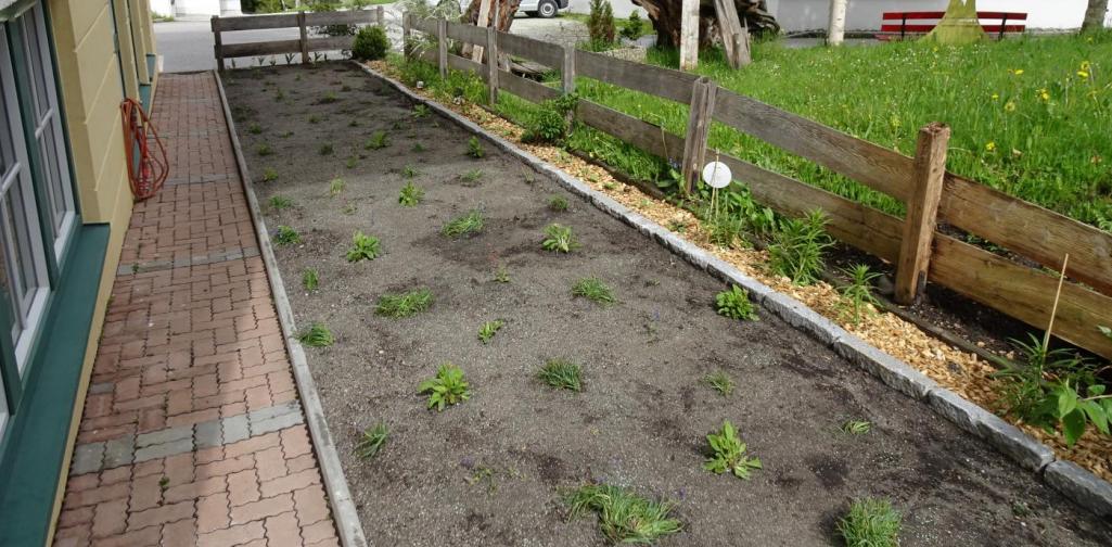 Frühlingsblumen wurden wieder eingesetzt